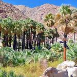 Anza-Borrego State Park
