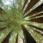 Big Basin Redwoods State Park / Santa Cruz