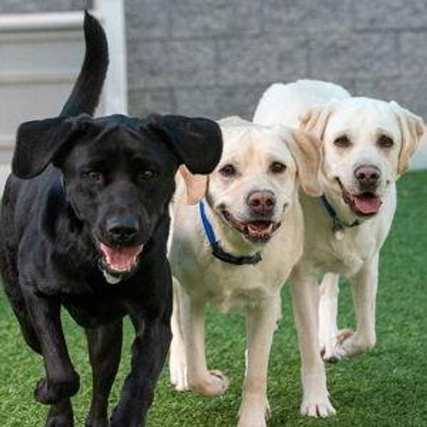 Our Dog Fund