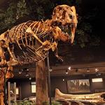 Museum of the Rockies