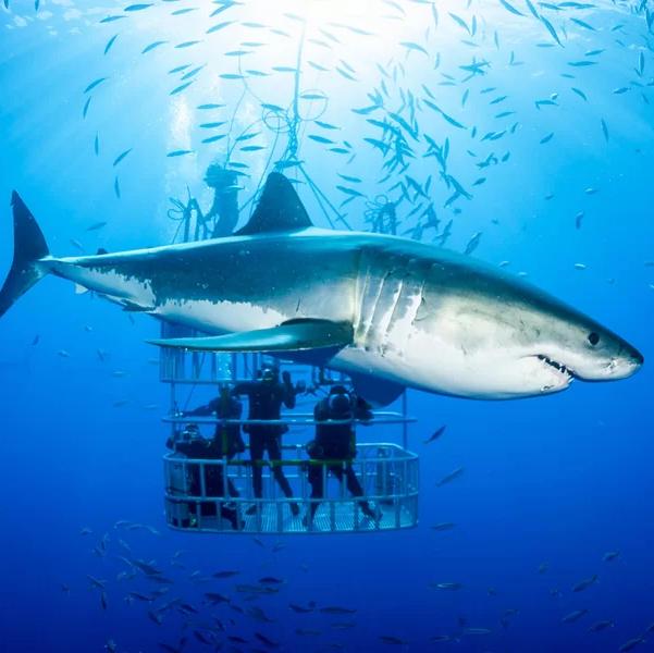 Swimming with Sharks in Hawaii