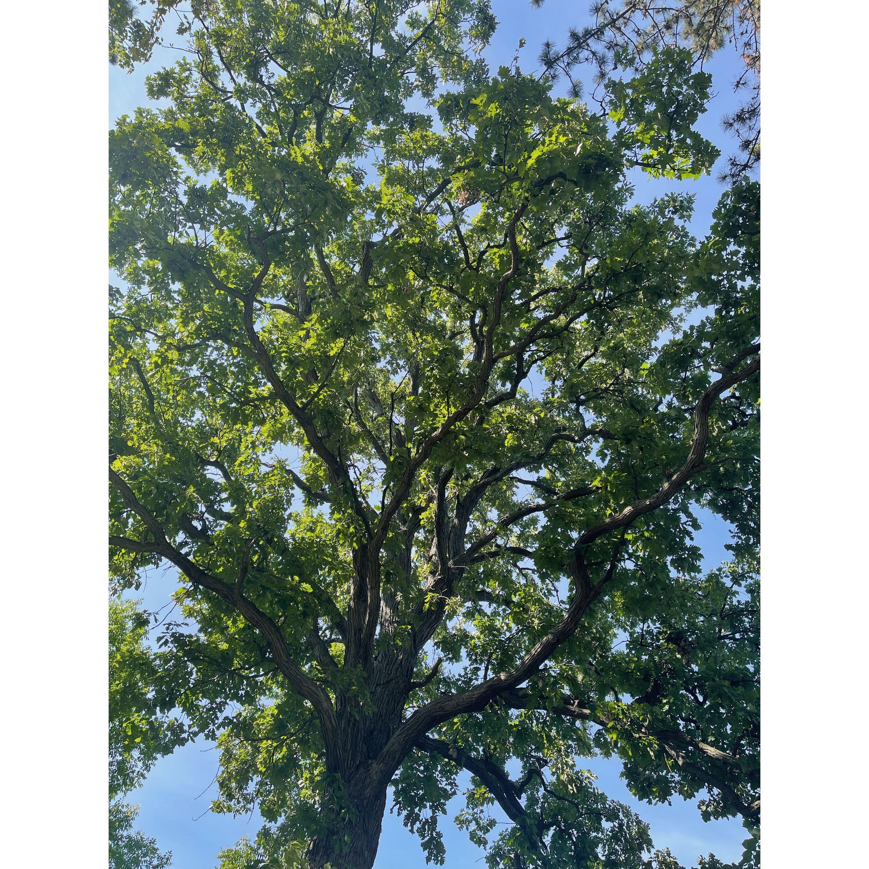 "our tree"