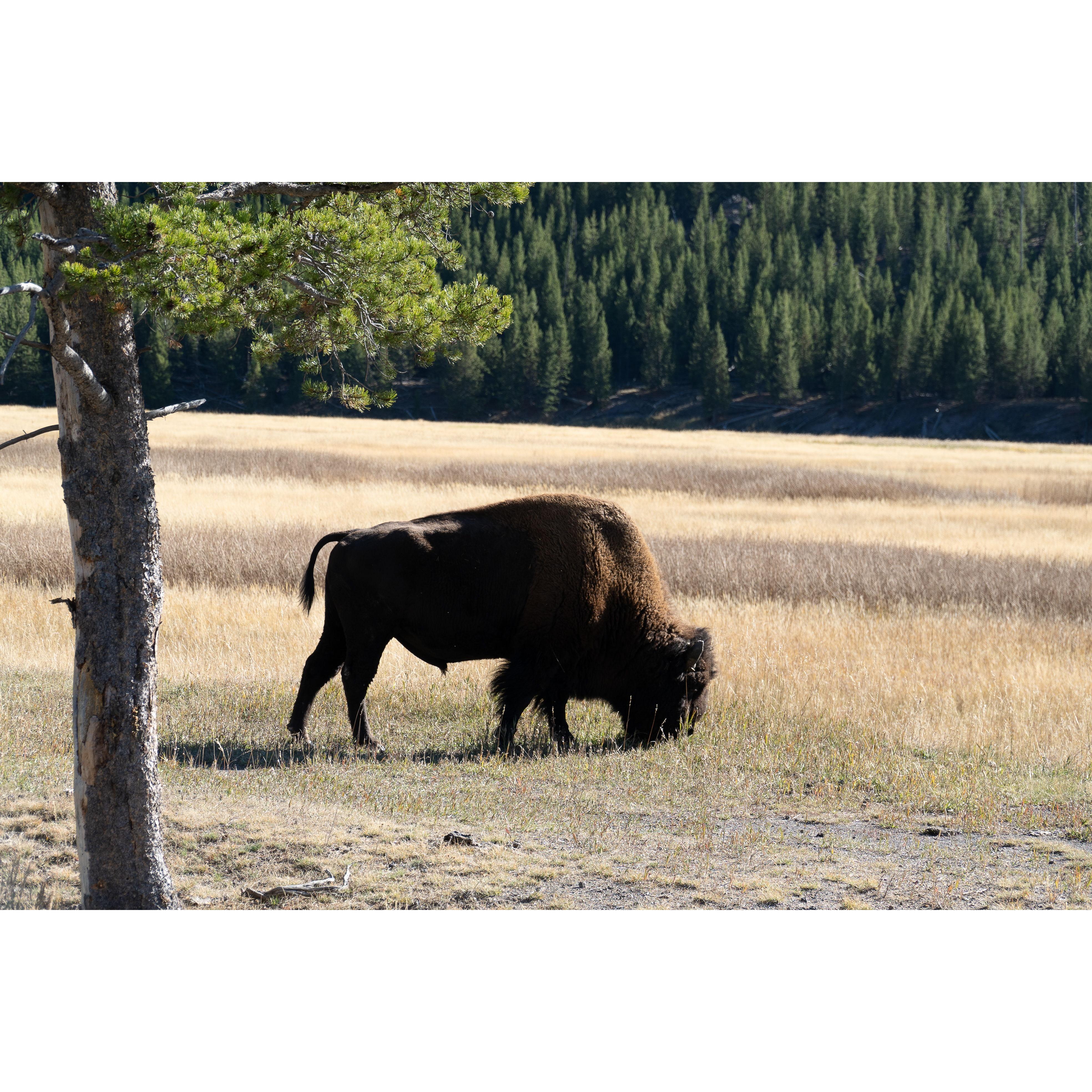 West Yellowstone