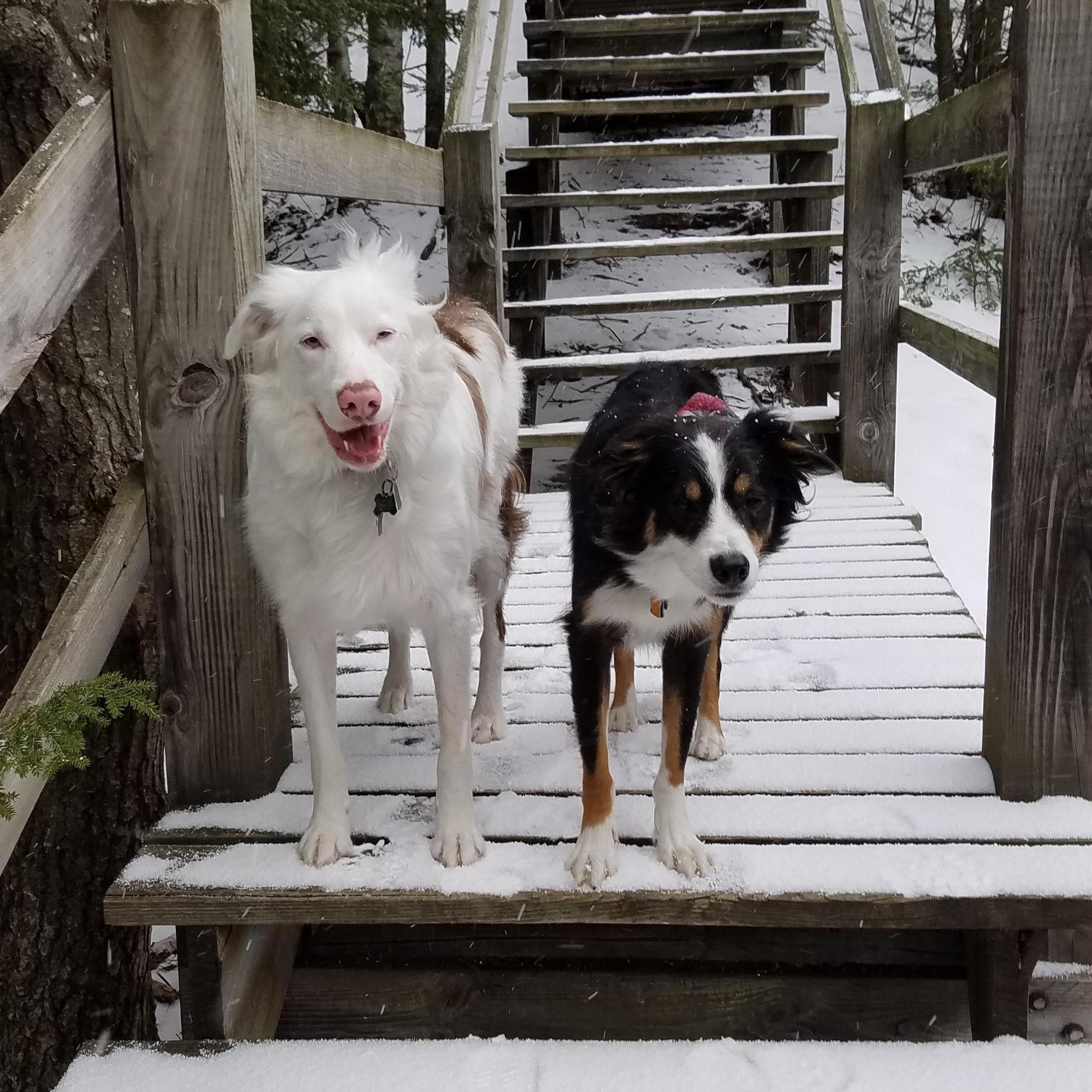 Snow dingos