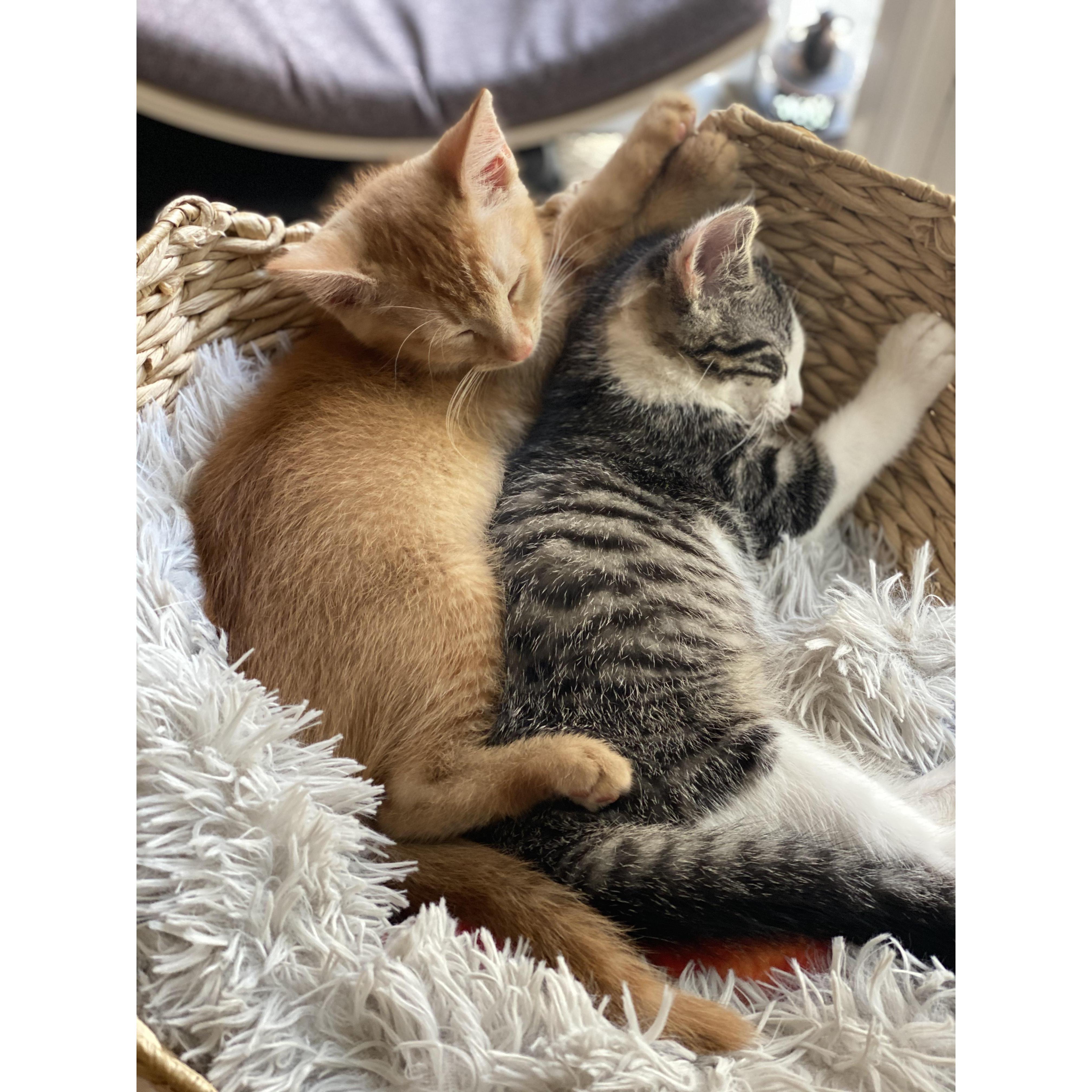 Huckleberry & Sawyer