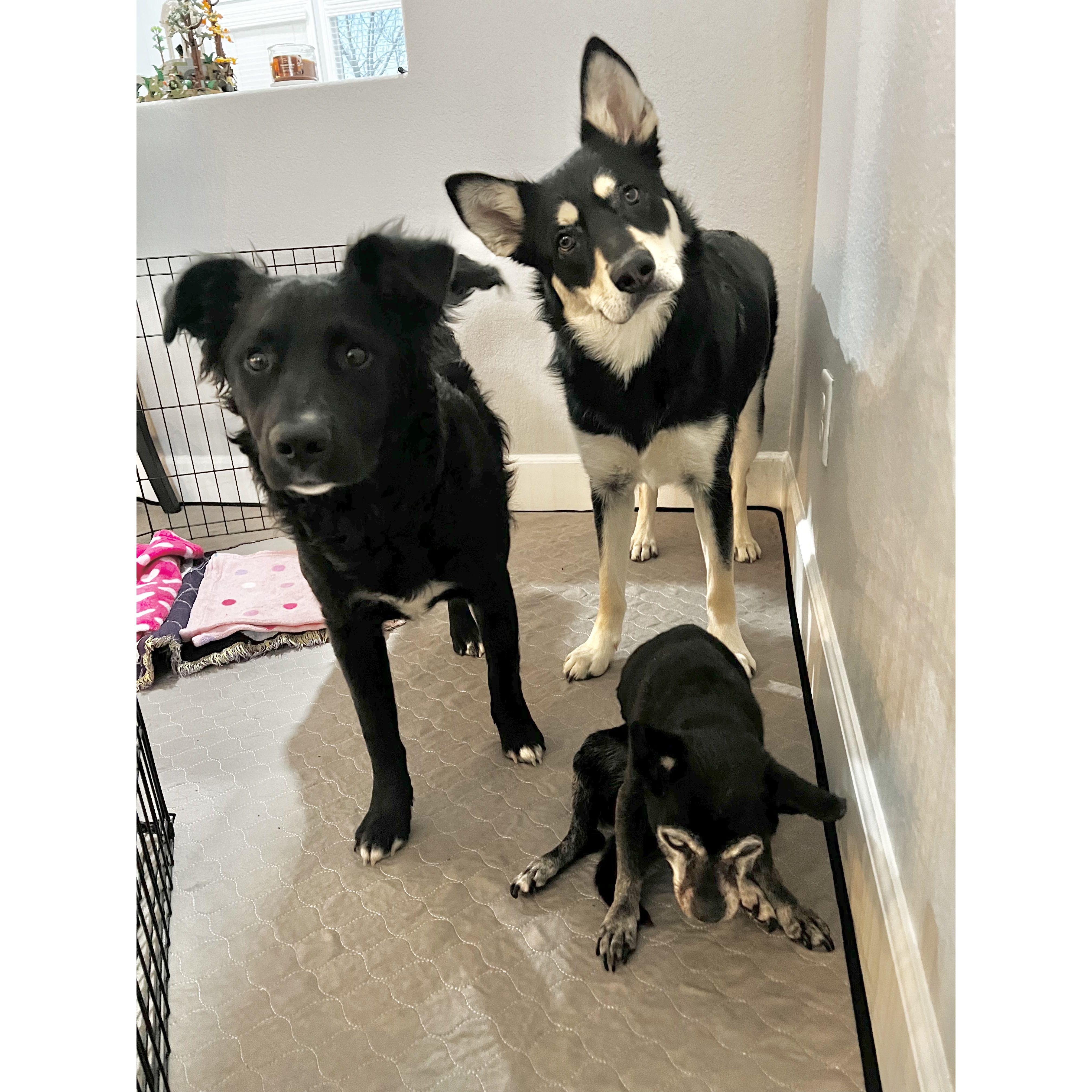 Mar 2025 - Our three dogs <3