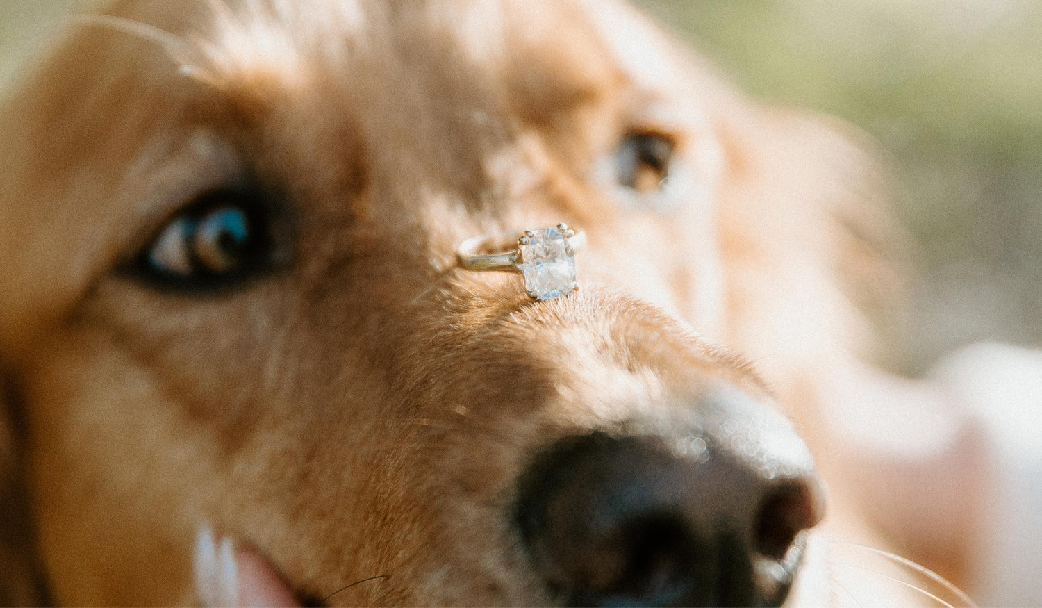 The Wedding Website of Cassidy Tighe and Jose Garibay