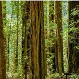 Stephens Grove Loop Trail