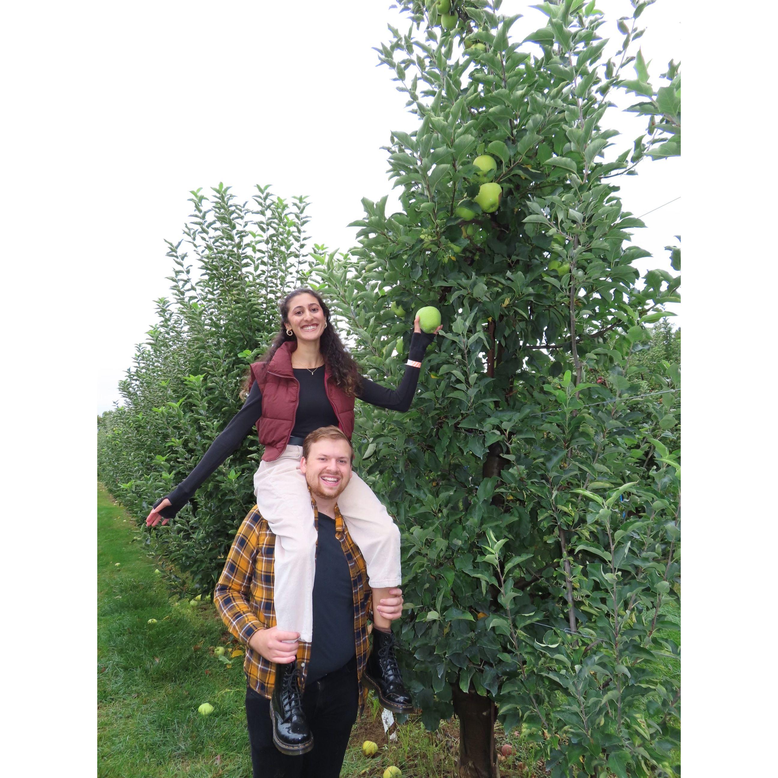 Annual apple picking 2024.
