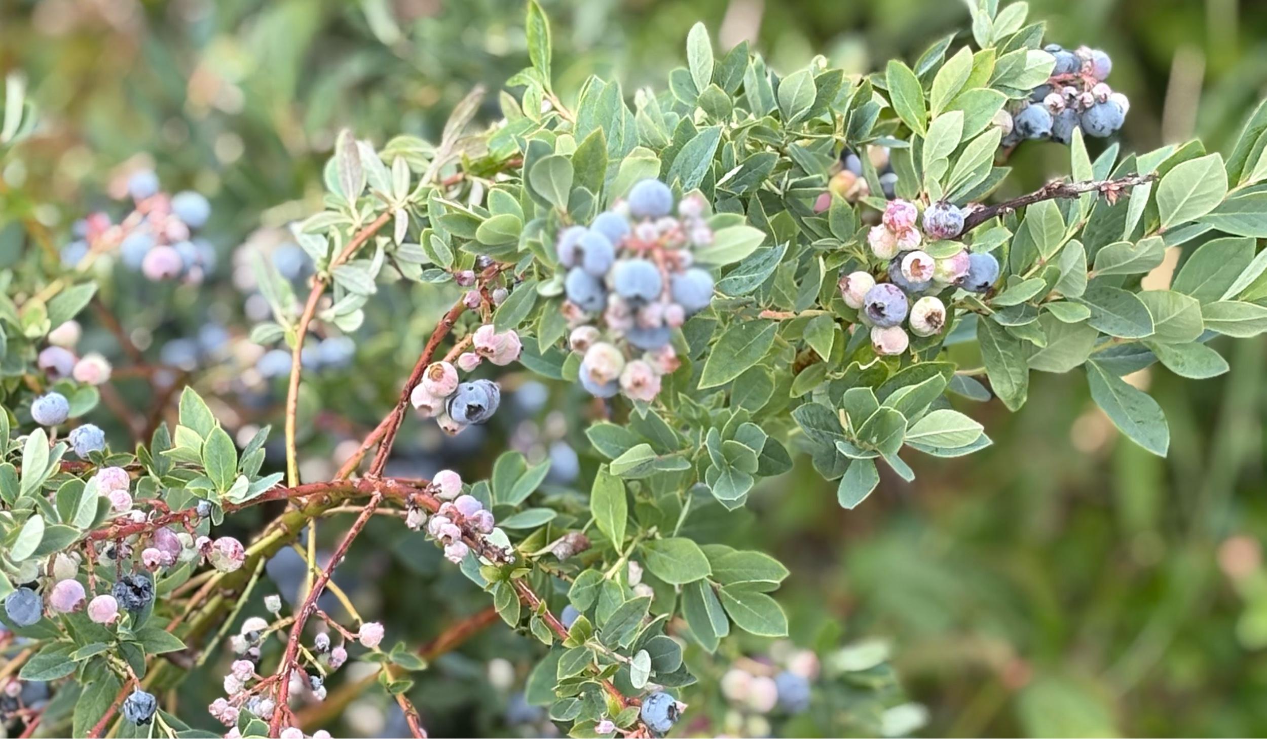 The Wedding Website of Austin Ipsen and Kendall Kelly