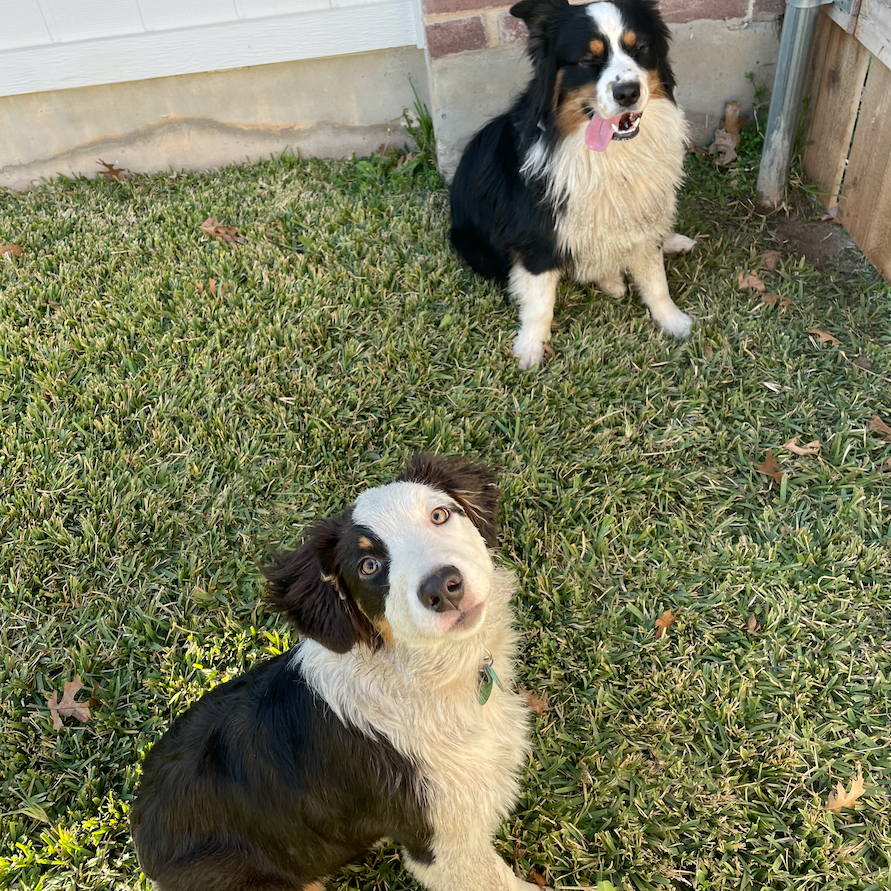 Had to include our pups!