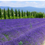 Lavender Fields - (high season is mid-June so you may get lucky!)