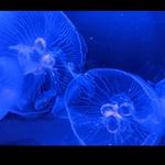 North Carolina aquarium fort Fisher