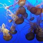 Monterey Bay Aquarium