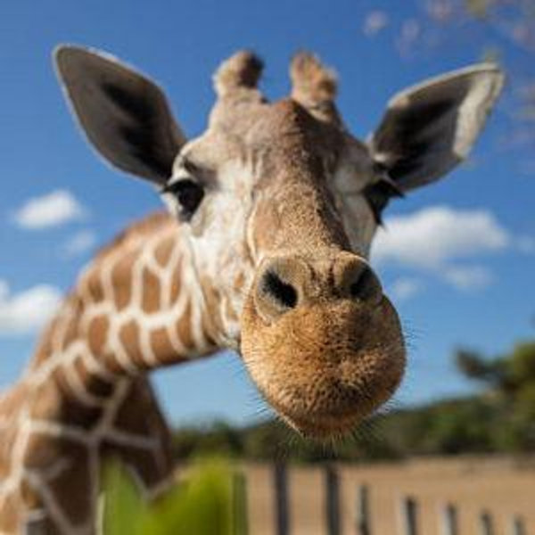 Honolulu Zoo Admission for Two