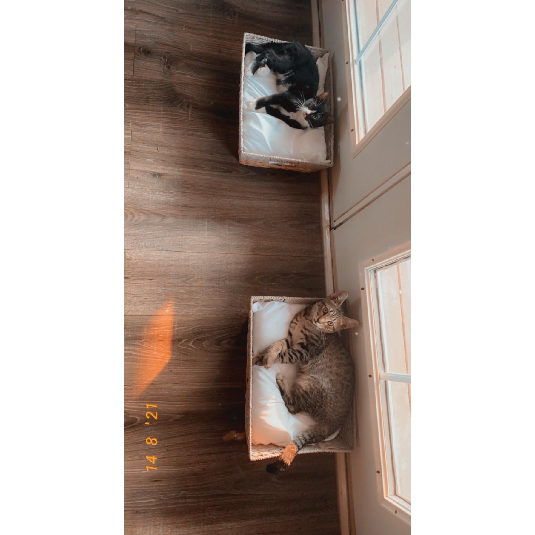 Moonpie (tuxedo) Ryland (tabby)