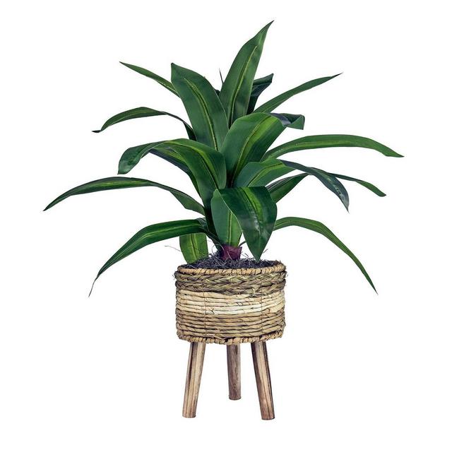 24" x 24" Artificial Dracaena Plant in Basket Stand - LCG Florals