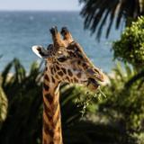 Santa Barbara Zoo