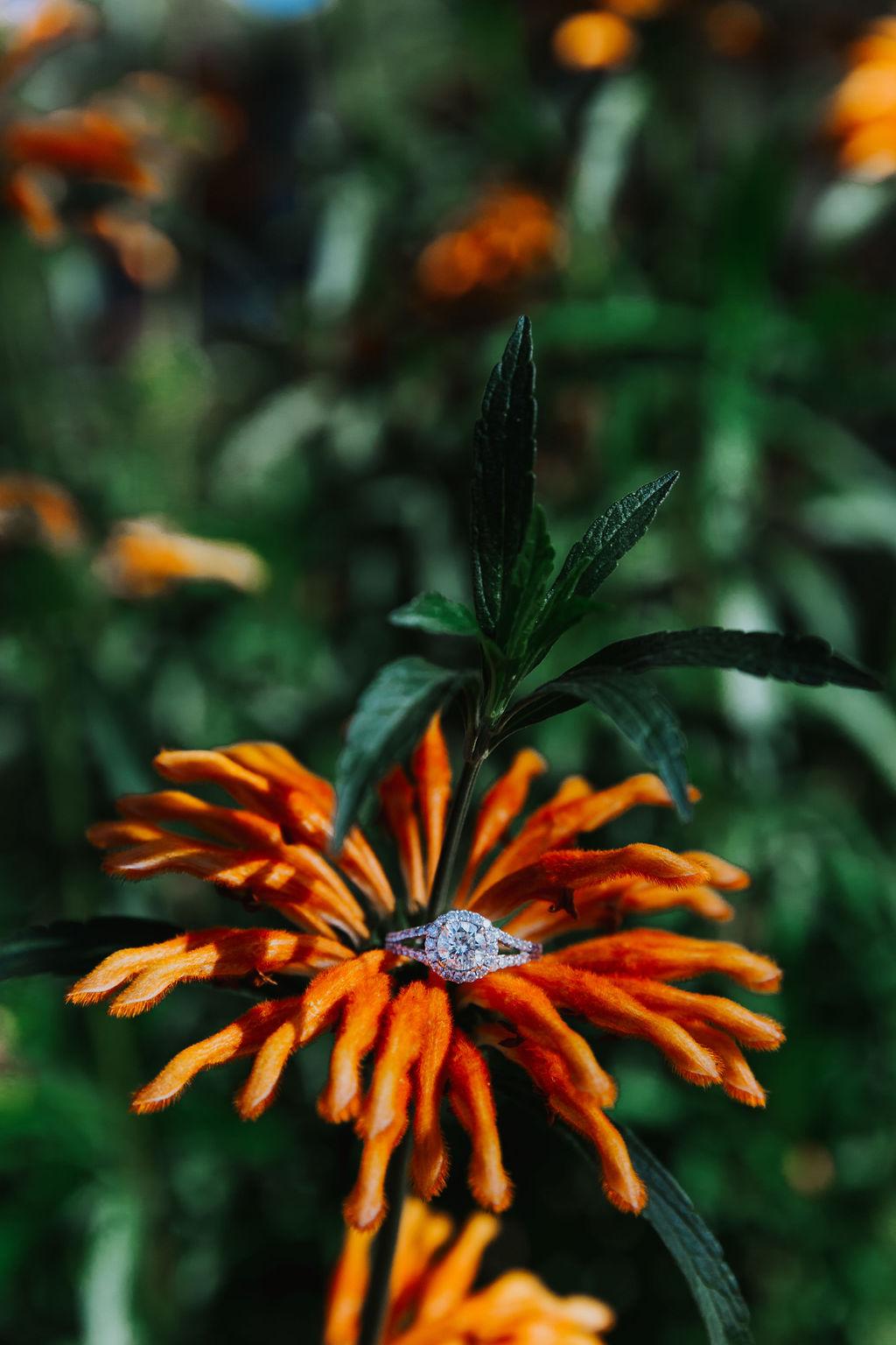 The Wedding Website of Courtney Mizar and Cormac O'Connell