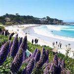 Carmel Beach