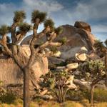 Joshua Tree National Park