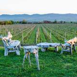 Wine Country & Tastings