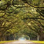 Wormsloe State Historic Site