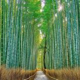 Arashiyama Bamboo Forest