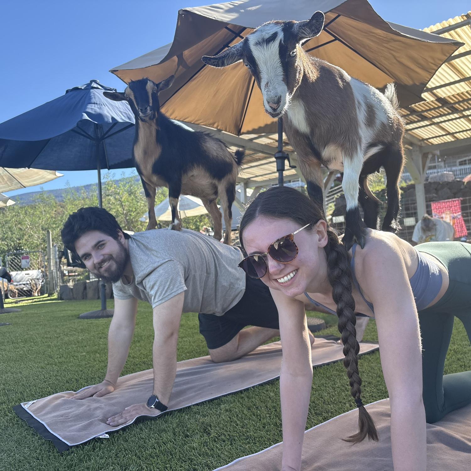 Can we say the goats were our favorite part of Maui? We got engaged on this trip so, probably not