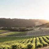 Wineries of Highway 46
