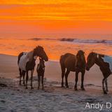 Assateague Island National Seashore