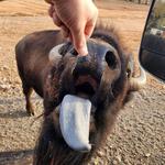 The Exotic Resort Zoo