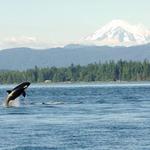 Puget Sound