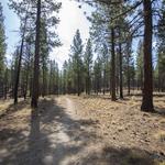 Shevlin Park