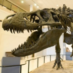 Museum of Texas Tech University