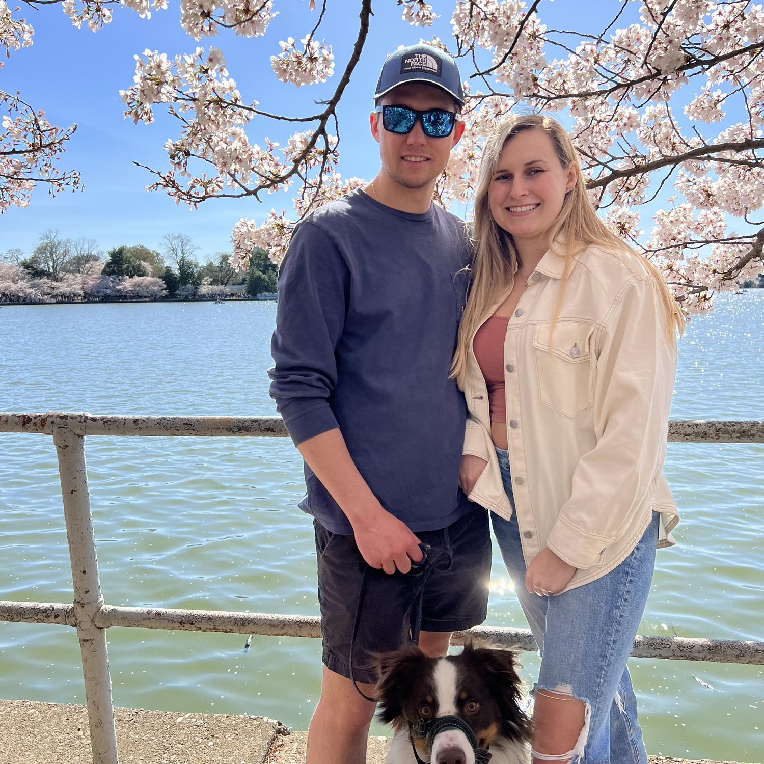 DC cherry blossom