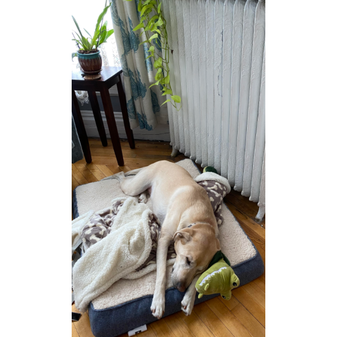 Javier joined team Shimroy in 2020