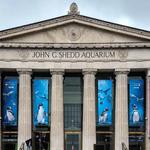 Shedd Aquarium