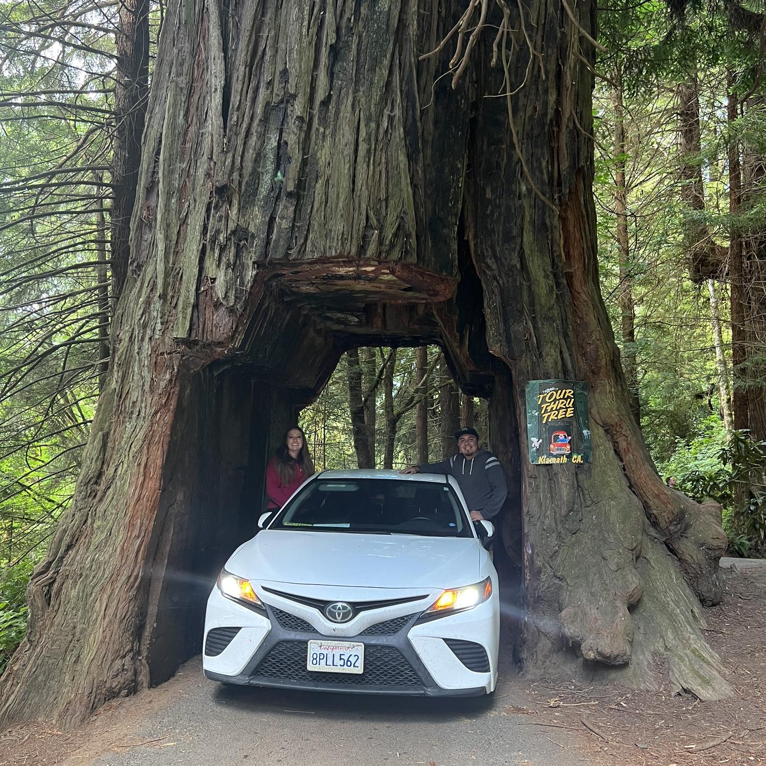 Redwoods 2023