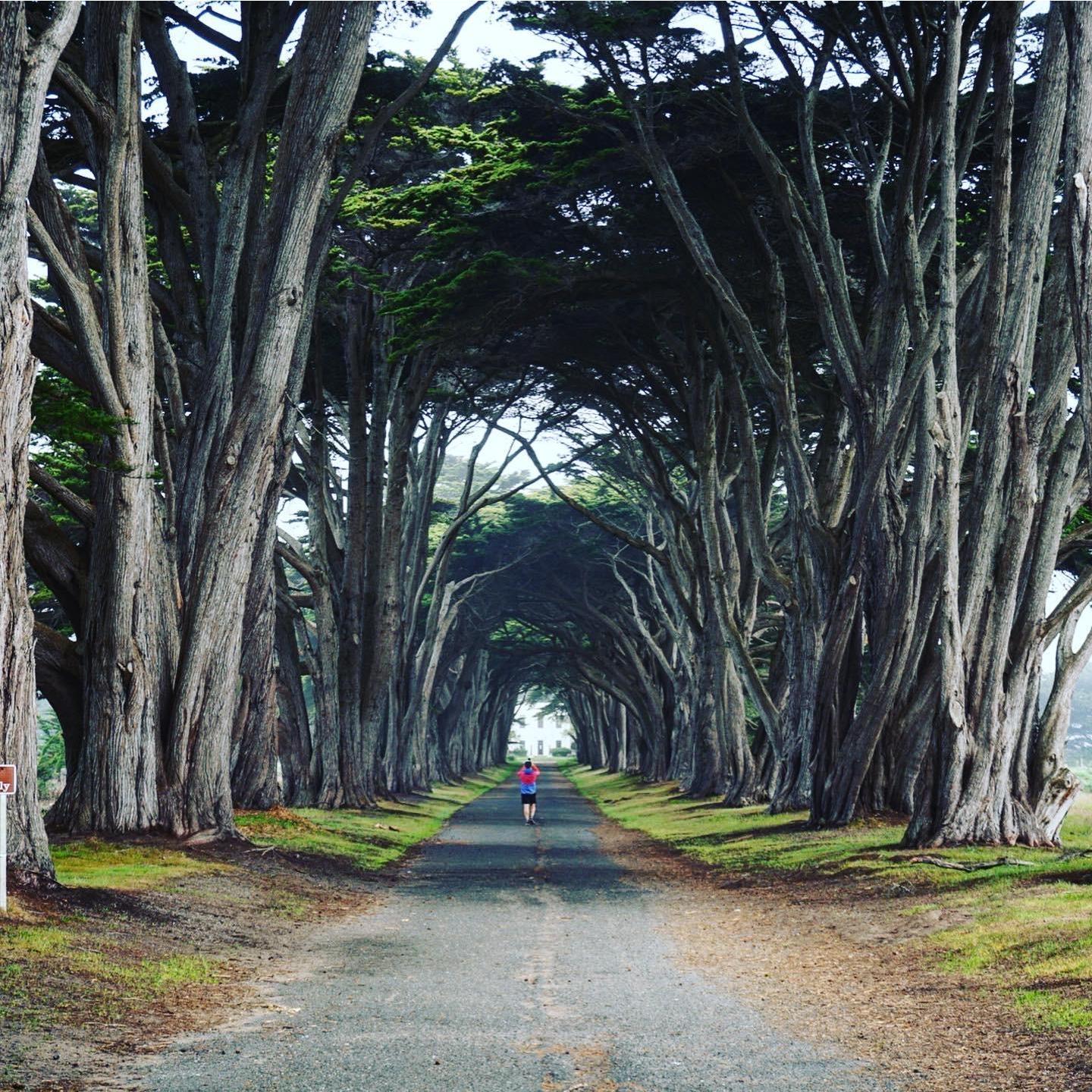 Brooksie under some redwoods in Point Reyes (before the fires)