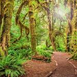 Hall of Mosses Trailhead