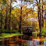 Swamp Tour
