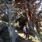 Point Lobos State Natural Reserve