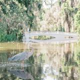 Magnolia Plantation and Gardens