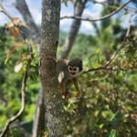 Monkeyland and Plantation Safari Tour