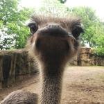 Lincoln Park Zoo