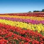 The Flower Fields