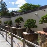 National Bonsai & Penjing Museum