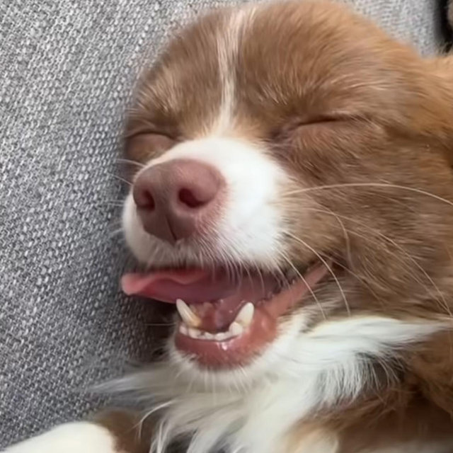 Future Puppy