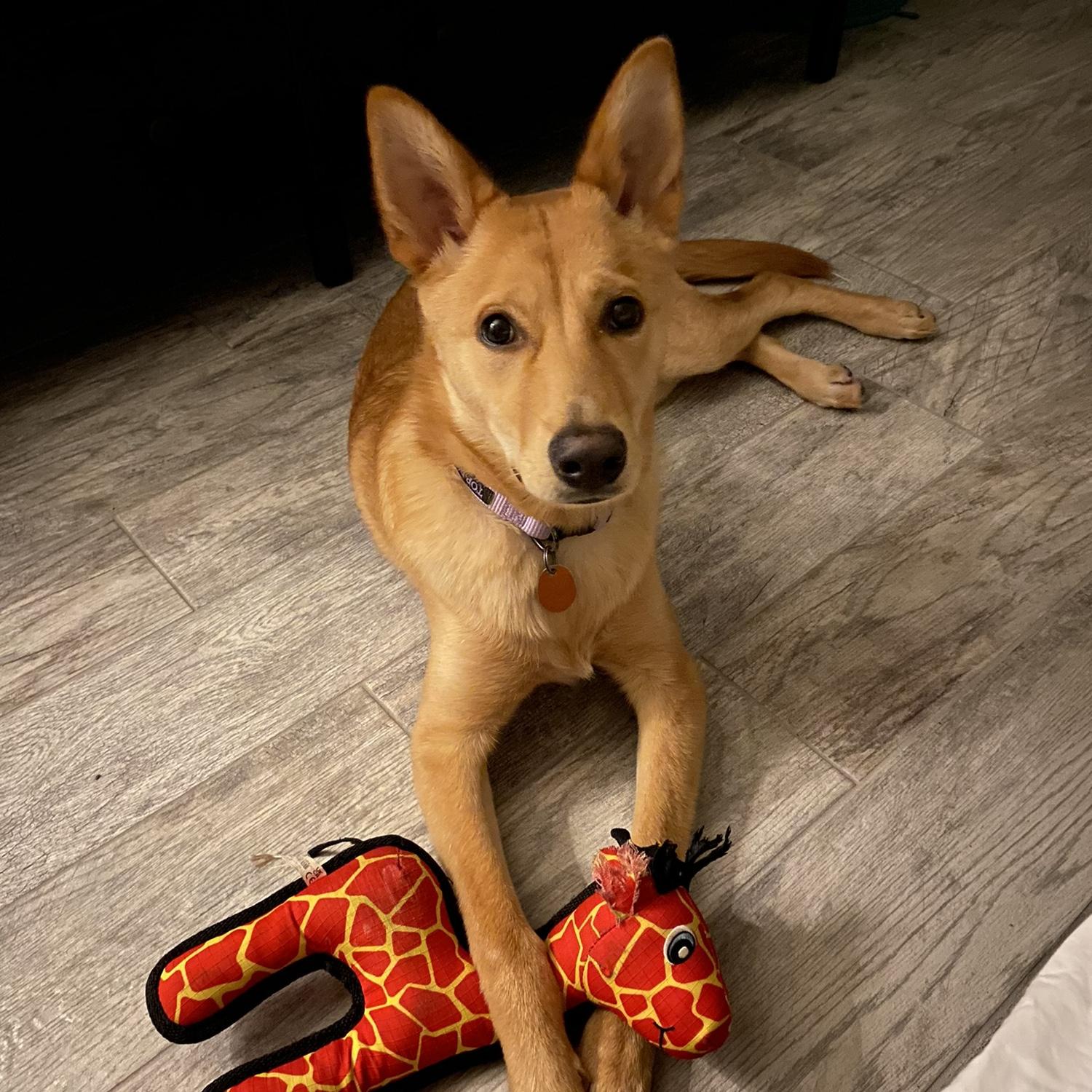 Puppy Penny loves her giraffes too, just like Naomi!